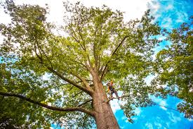 How Our Tree Care Process Works  in  Birchwood Lakes, PA