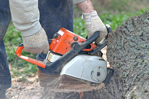 Professional Tree Care in Birchwood Lakes, PA