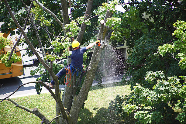 Best Lawn Renovation and Restoration  in Birchwood Lakes, PA
