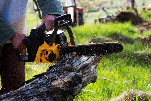 Best Stump Grinding and Removal  in Birchwood Lakes, PA